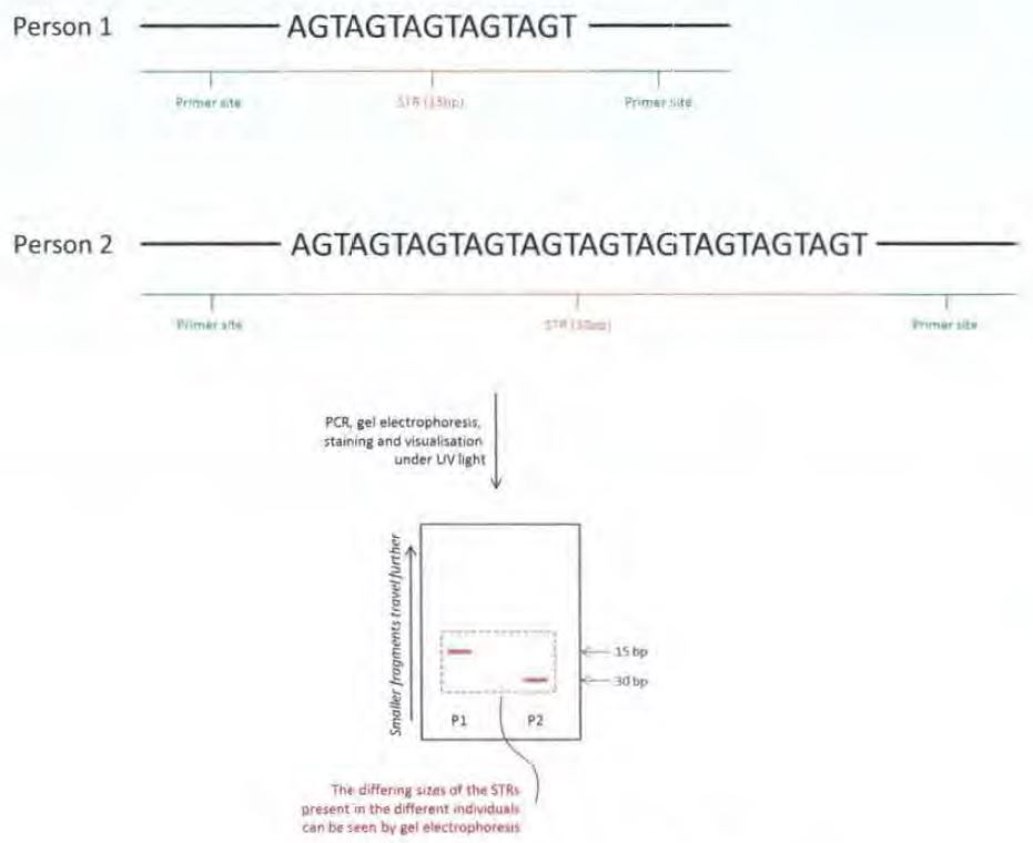 Sequenom Inc V Ariosa Diagnostics Inc 2019 Fca 1011 - 